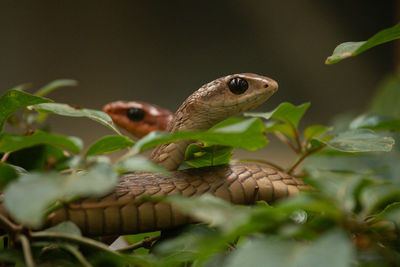 Close-up of lizard