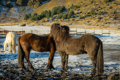 Horses standing in a field