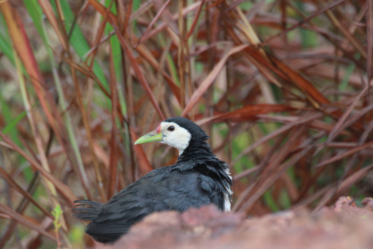 CLOSE-UP OF BIRD PERCHING ON PLANT