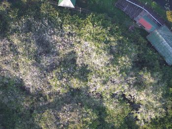 Low angle view of trees against sky