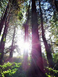 Sunlight streaming through trees in forest