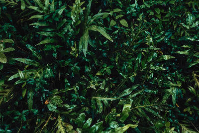 Full frame shot of fresh green plants