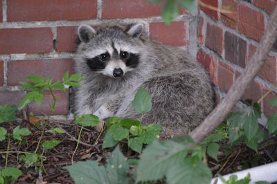 Raccoon against brick wall