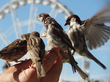 Cropped hand with birds against ferris wheel on sunny day