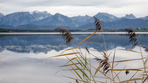 Plants growing in lake against mountains