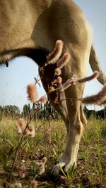 Close-up of cow grazing on field