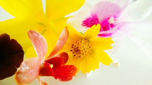 Close-up of yellow flower