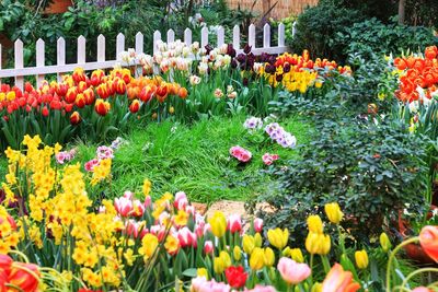 View of tulips in garden