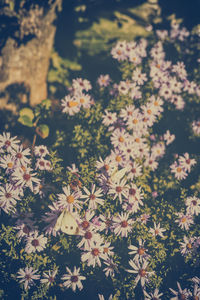 Close-up of flowers growing on tree