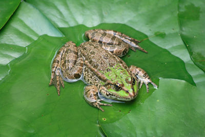 Close-up of frog on leaf