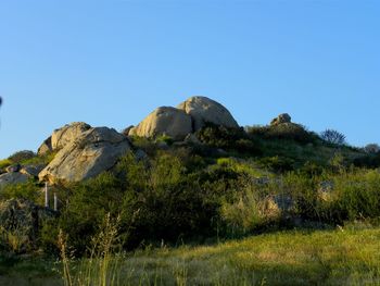 Low angle view of trees against clear blue sky