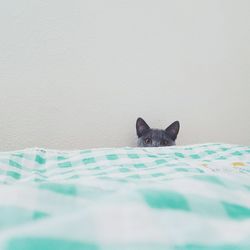 Portrait of cat against white wall