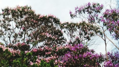 Flowers blooming on tree