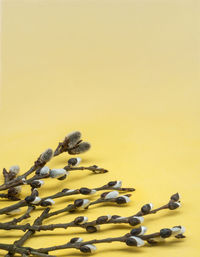 Close-up of cupcakes on table against yellow background