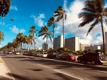 Palm trees by road in city