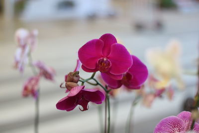 Close-up of pink orchids