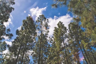 Low angle view of trees against sky