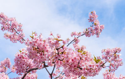 Low angle view of cherry blossom
