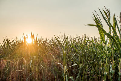 View of stalks in field at sunset