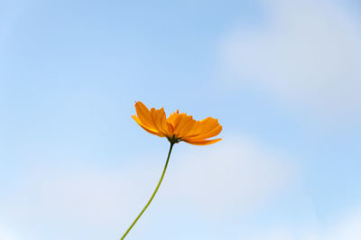 Low angle view of cosmos flower blooming against sky