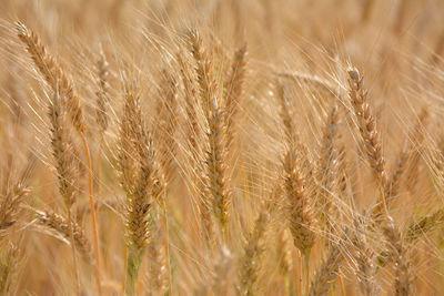 Closeup of ears of golden wheat on the field