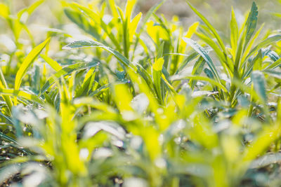 Close-up of plants growing on field