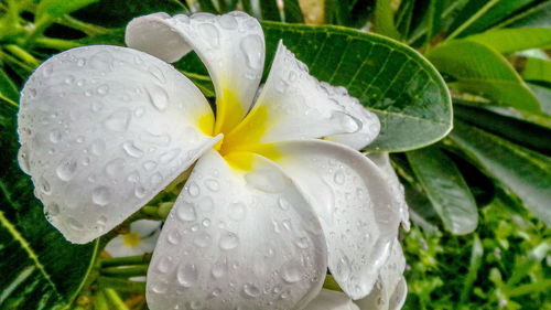 Close-up of wet white flower blooming outdoors