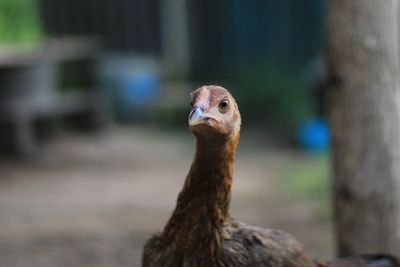 Close-up of a bird