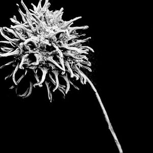 Close-up of flower over black background