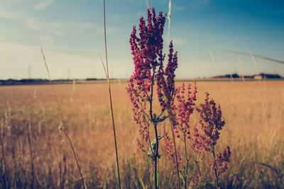 Close-up of flowers growing in field