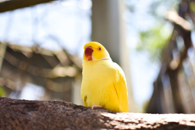 Close-up of parrot perching on wood