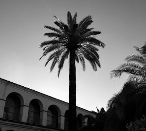 Low angle view of palm trees against clear sky