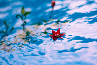 Close-up of red flower