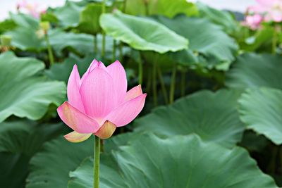 Close-up of pink water lily in lake