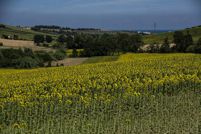 Scenic view of oilseed rape field against sky