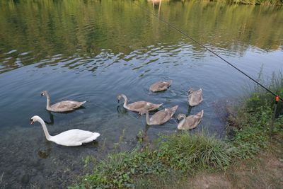 High angle view of swans swimming in lake