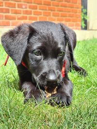 Portrait of black puppy