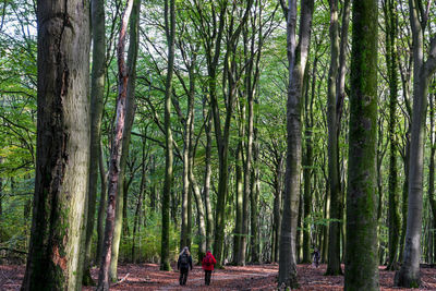 Rear view of people walking in forest