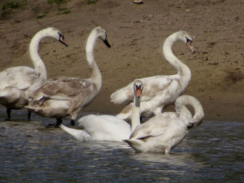 Swans on water