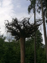 Low angle view of trees in forest against sky