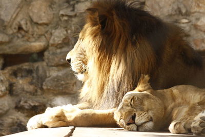 Close-up of lions relaxing