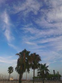 Low angle view of palm trees against sky