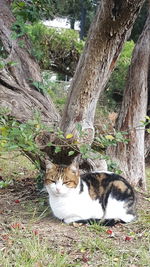 Portrait of cat on tree