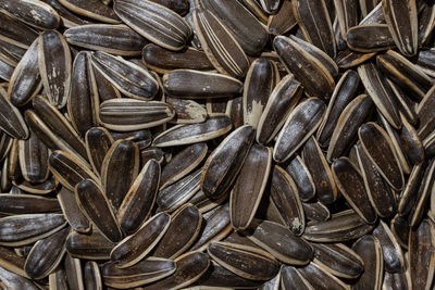 sunflower seed