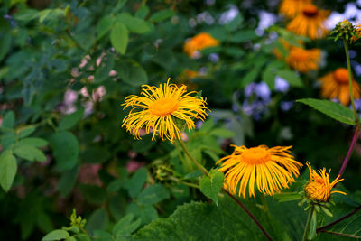 Yellow flowers blooming outdoors