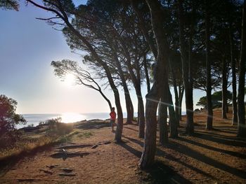 Trees on beach