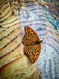 Butterfly on flower