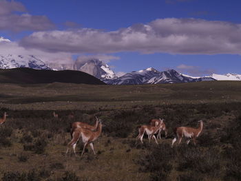 Alpacas on field against sky. chile, torres del paine national park 