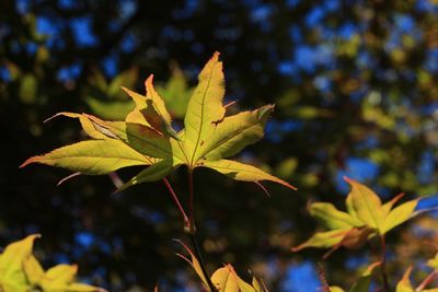 Close-up of leaves growing on tree