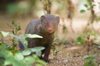 Portrait of an animal on field